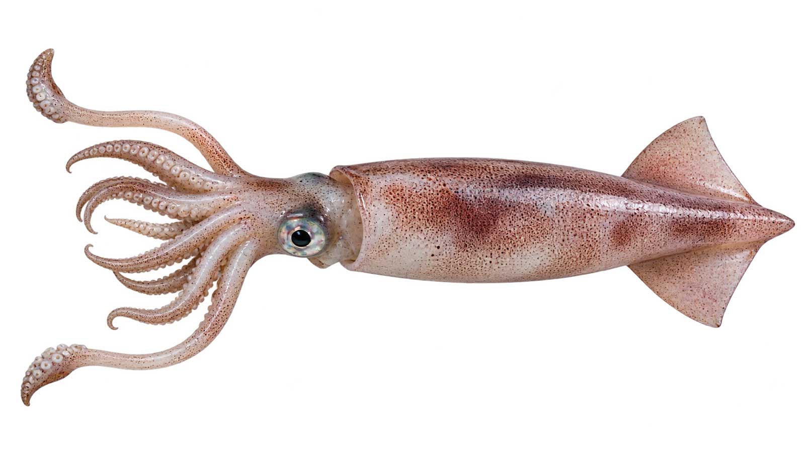 阿根廷魷魚商品外觀
