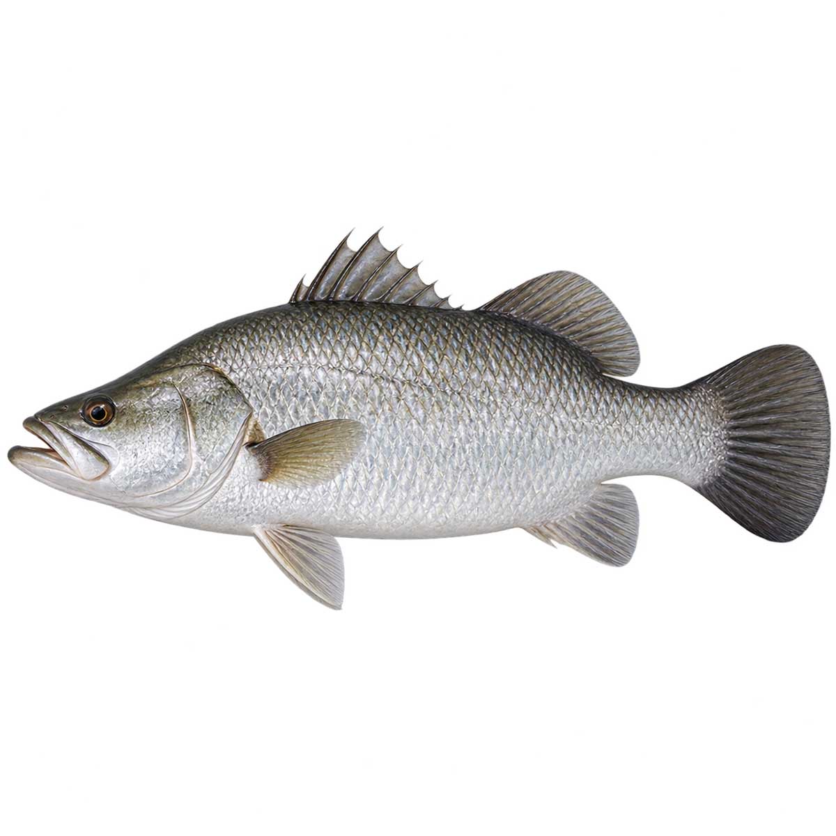 金目鱸完整魚體展示