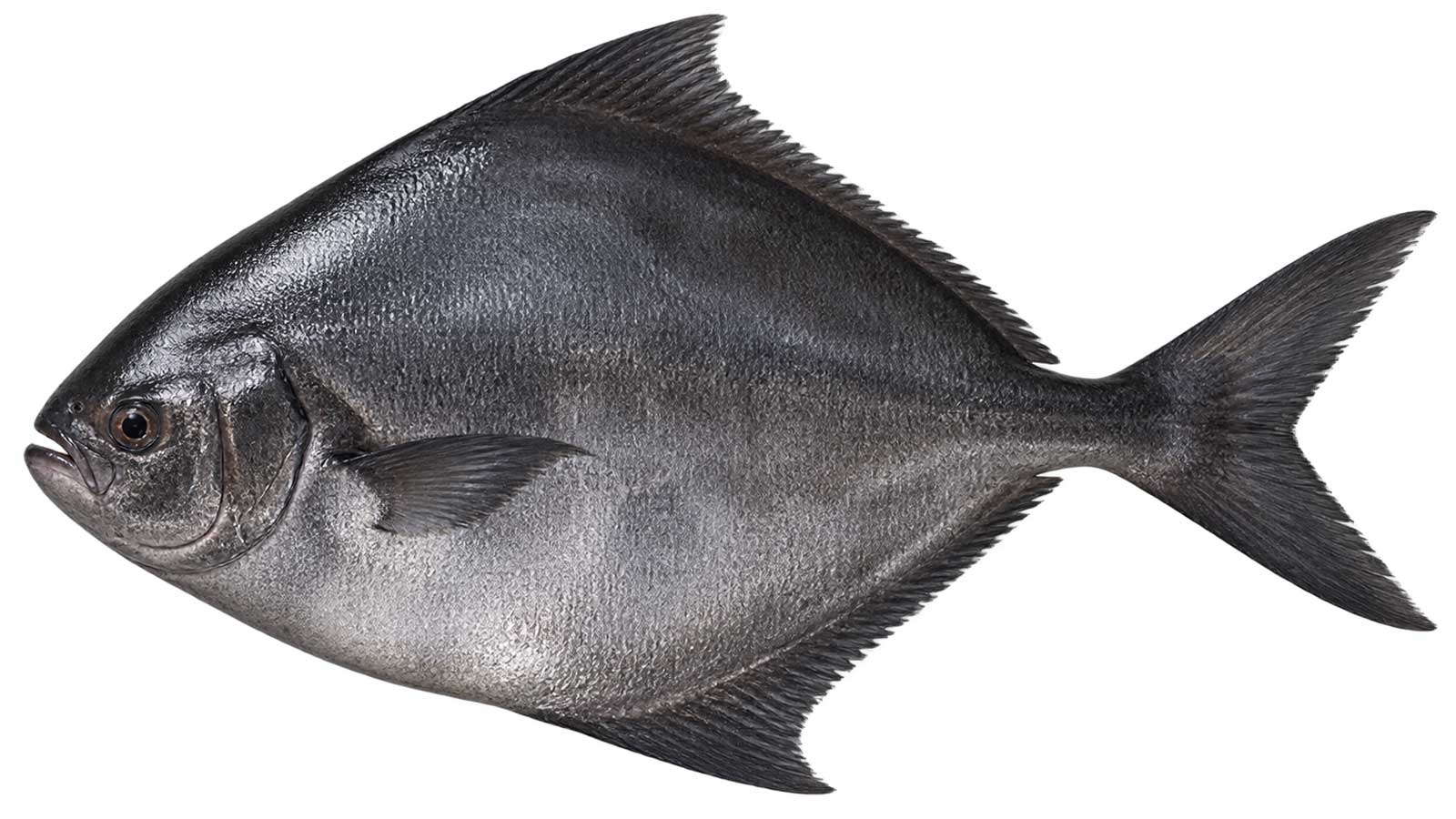 黑鯧完整魚體展示
