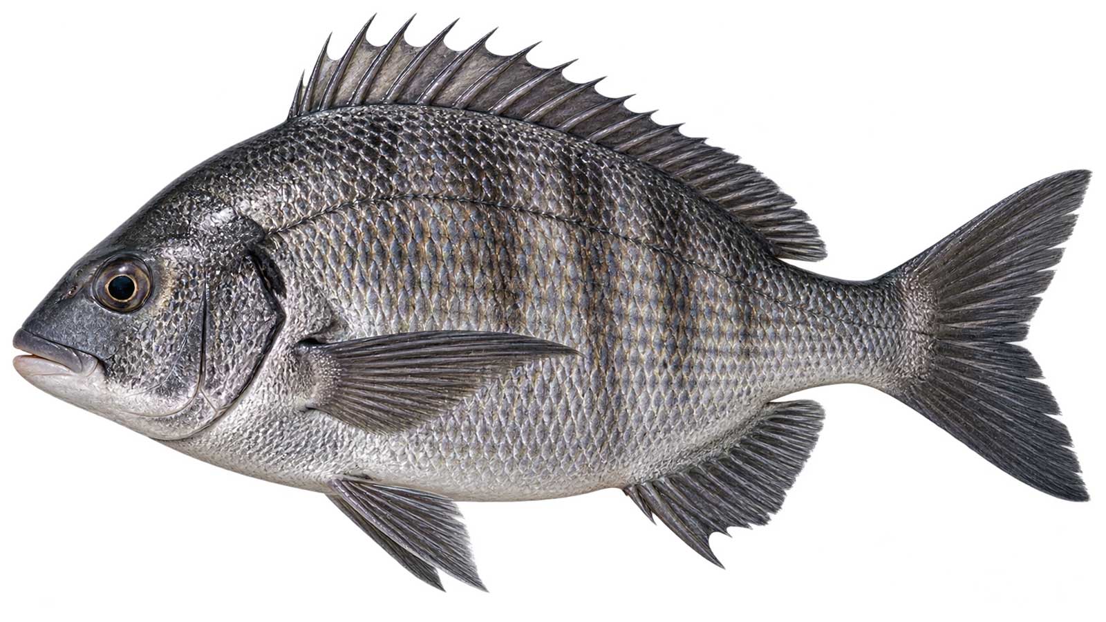 黑鯛完整魚體展示
