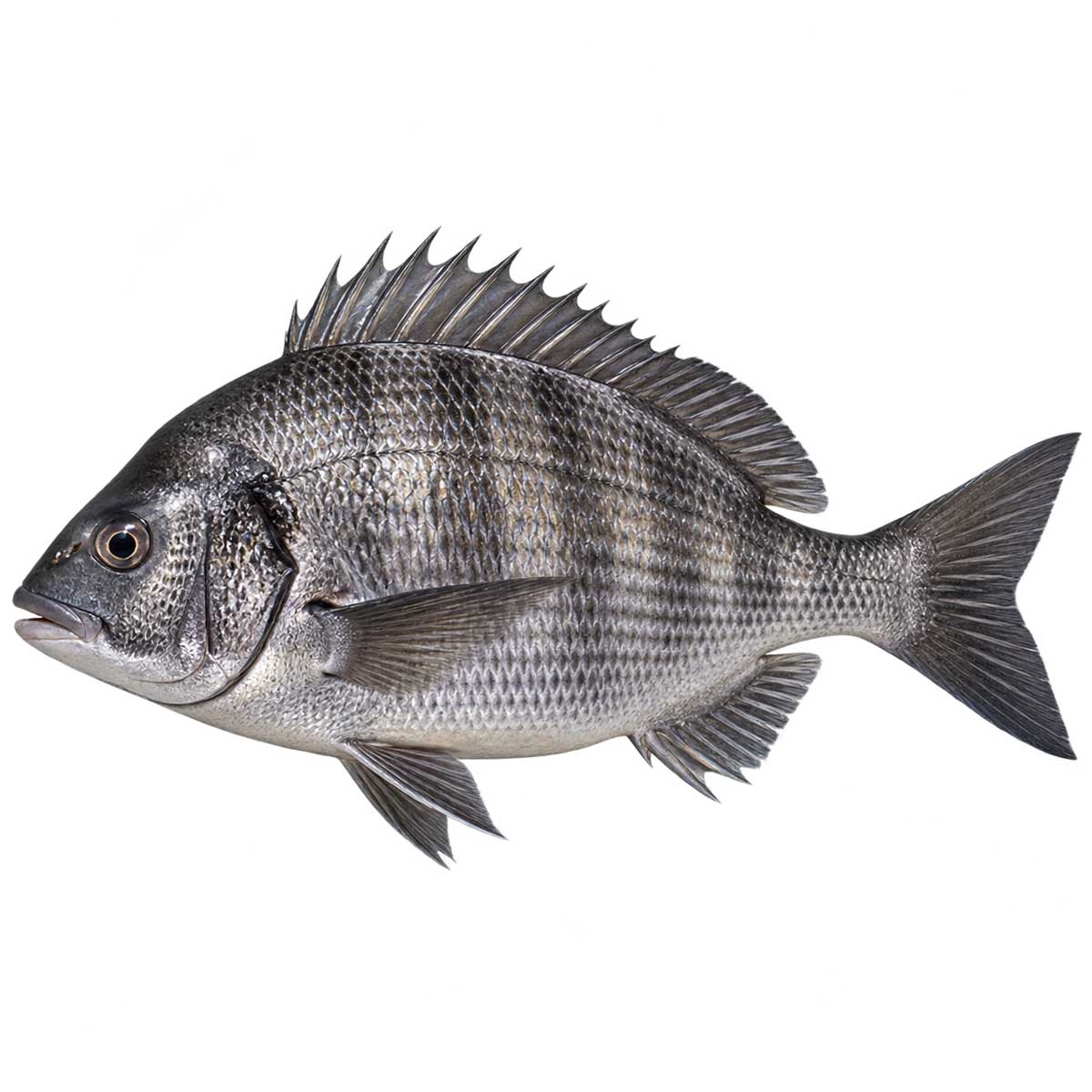 黑鯛完整魚體展示