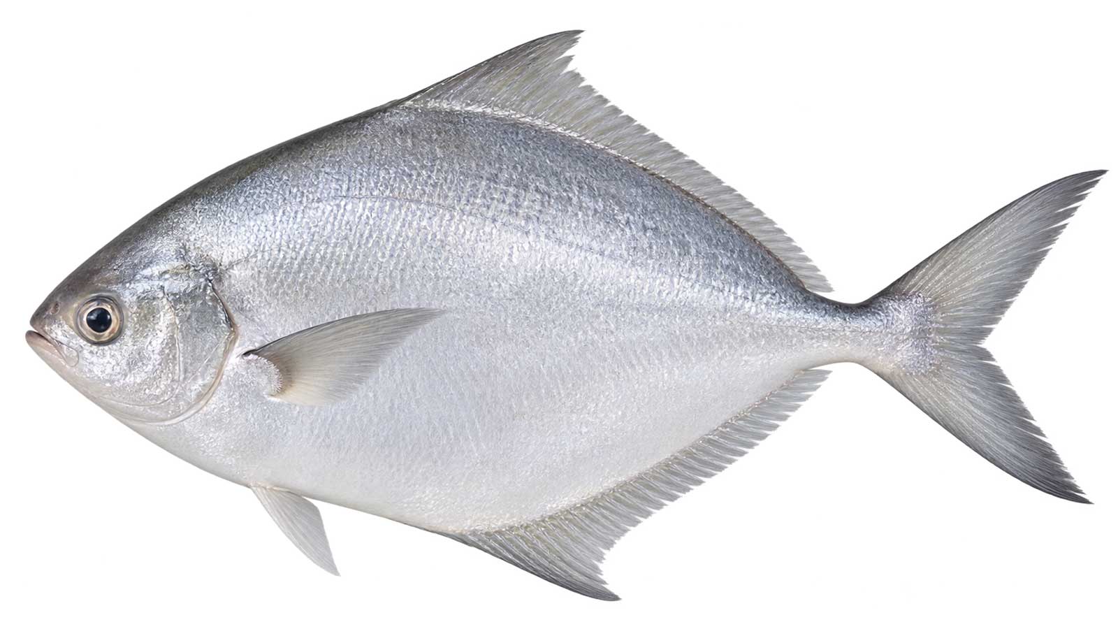 斗鯧完整魚體展示