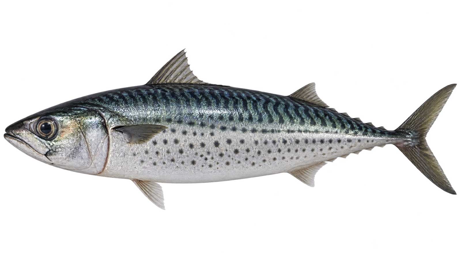 白腹鯖完整魚體展示