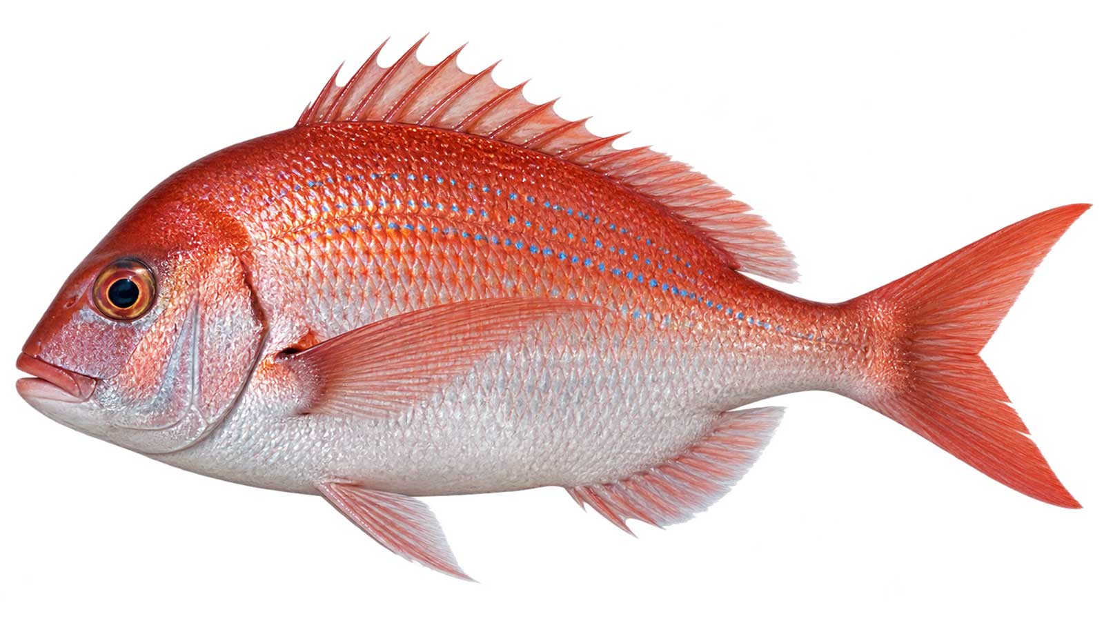 赤鯮完整魚體展示