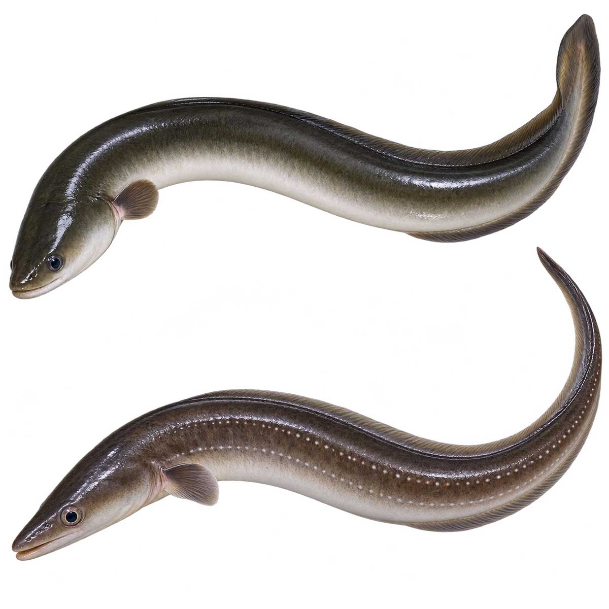 日本鰻與海鰻完整魚體展示，用於介紹鰻魚種類差異