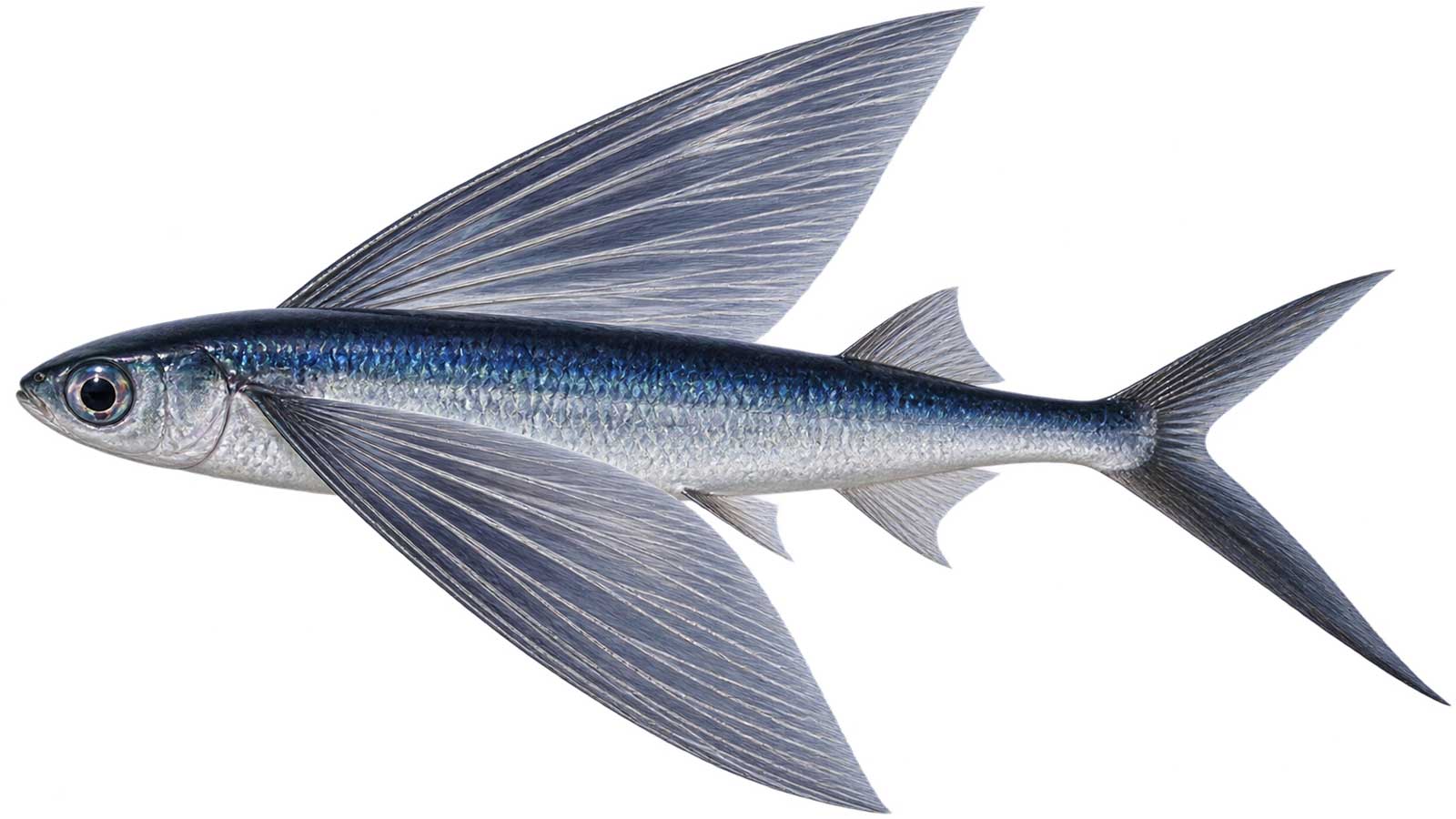 飛魚完整魚體展示
