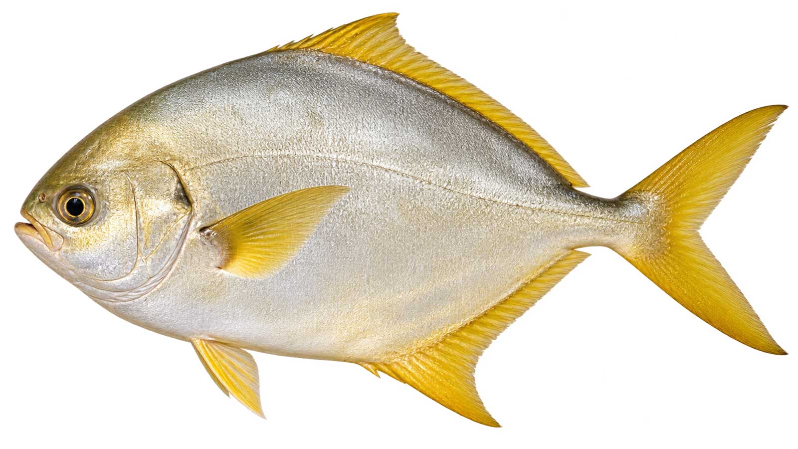 金鯧完整魚體展示