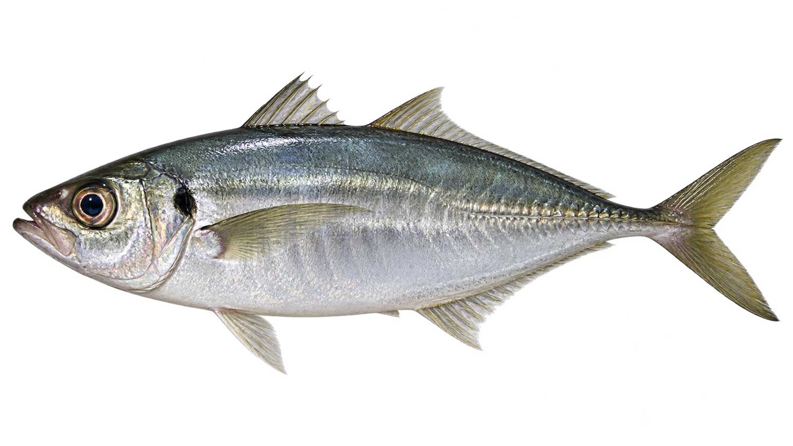 竹筴魚完整魚體展示