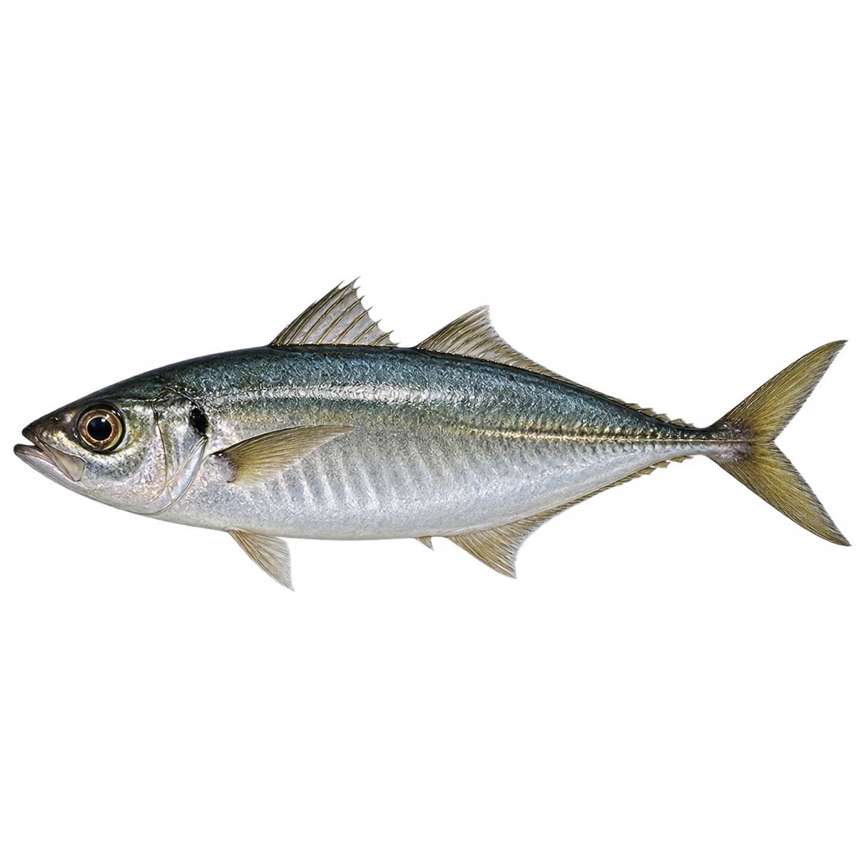 竹筴魚完整魚體展示，用於介紹外觀、口感與挑選重點