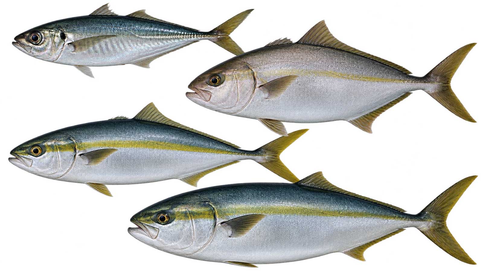 多種鰺與紅甘類完整魚體展示