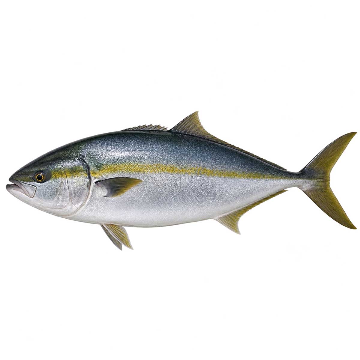 鰤魚／青甘完整魚體展示，用於介紹外觀、口感與挑選重點