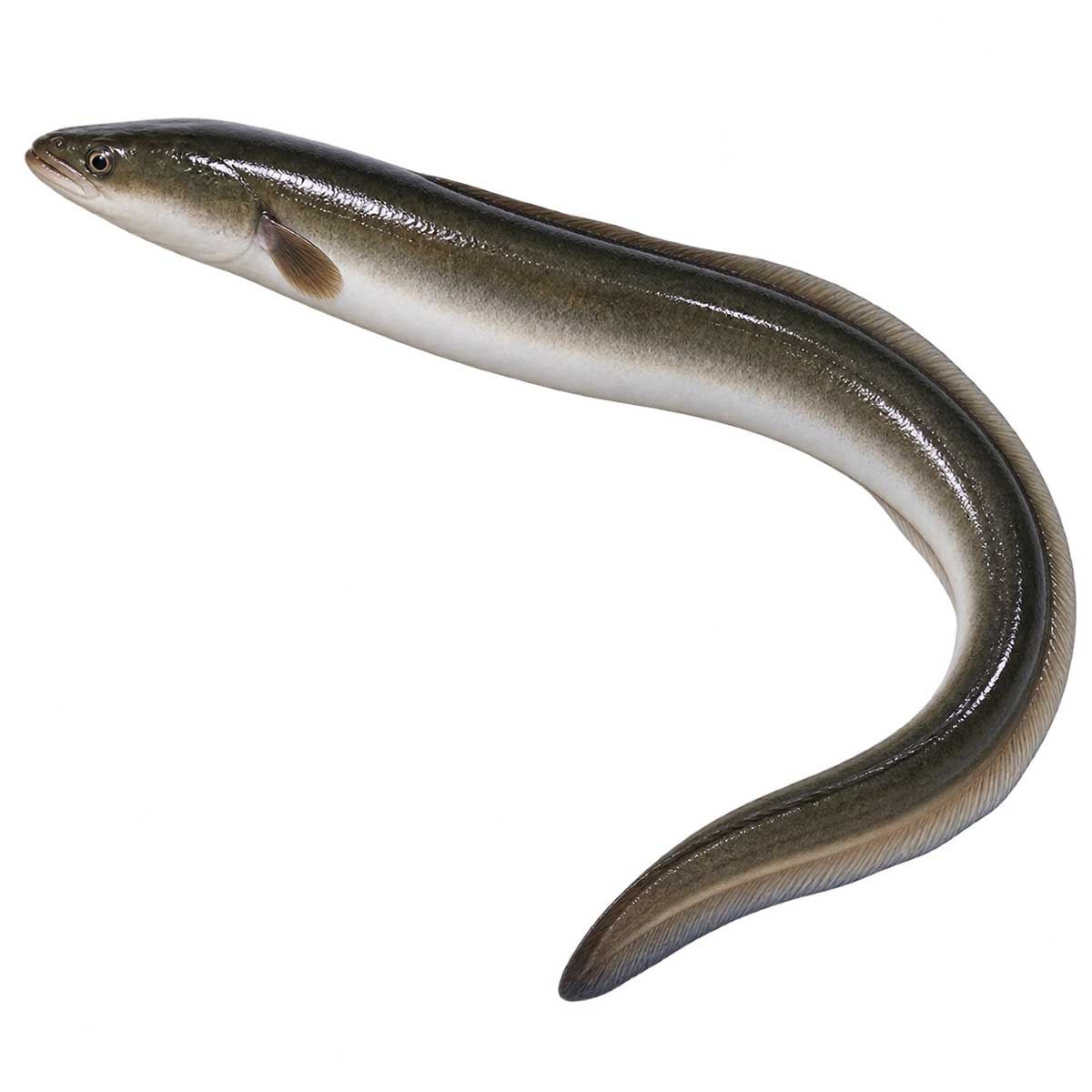 日本鰻完整魚體展示
