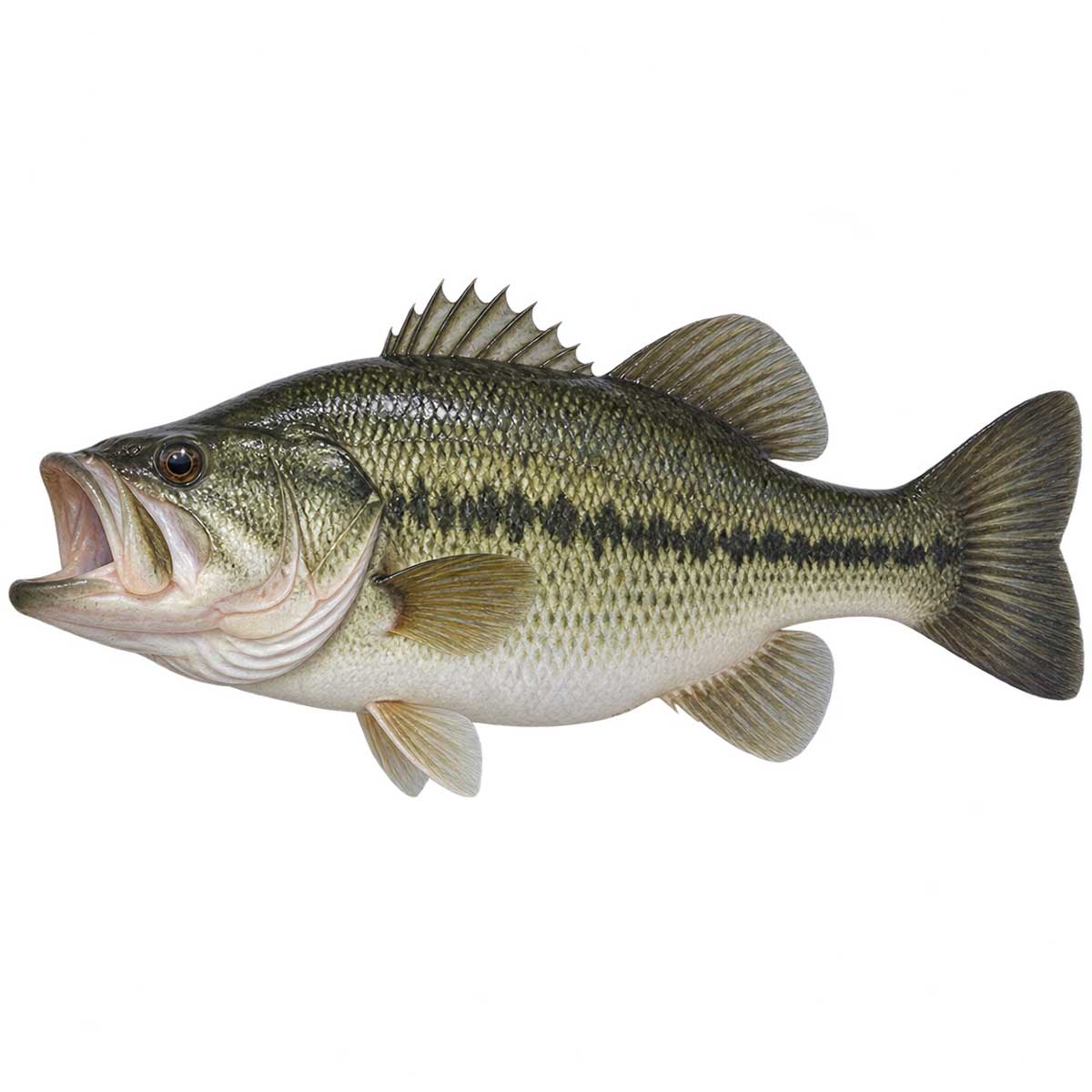 加州鱸完整魚體展示