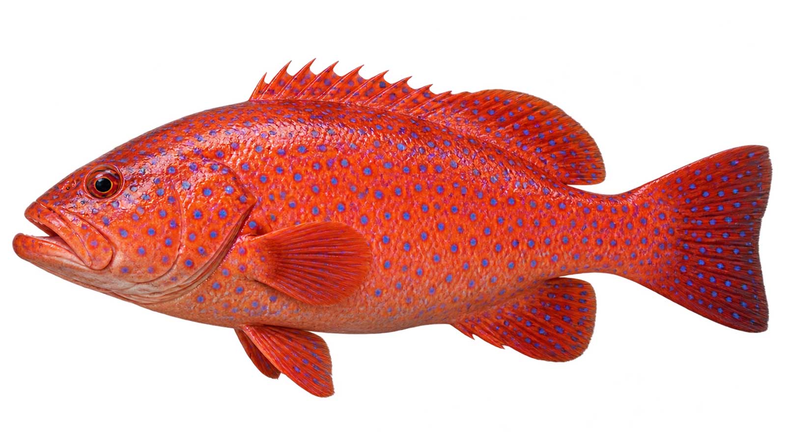 東星斑完整魚體展示