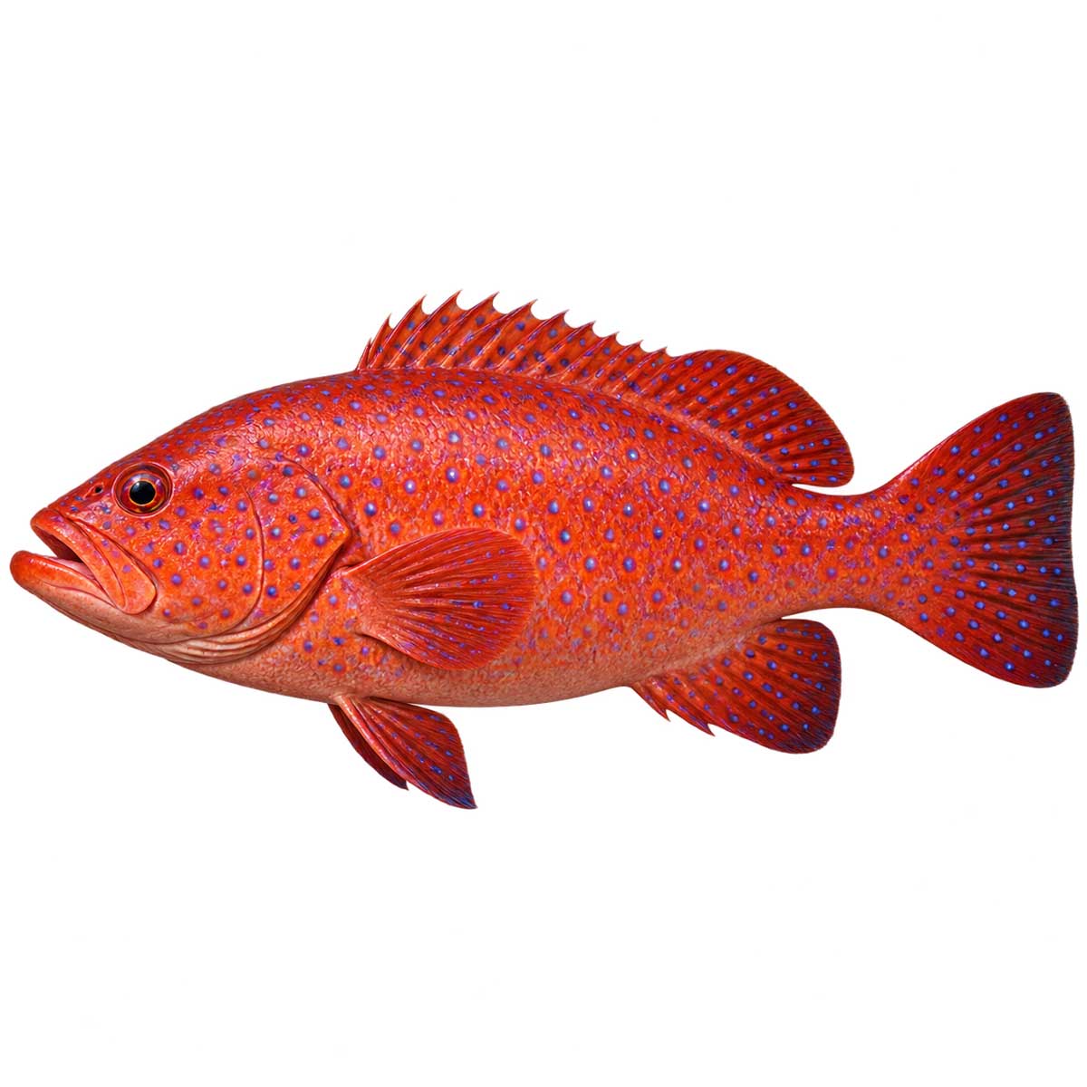 東星斑完整魚體展示