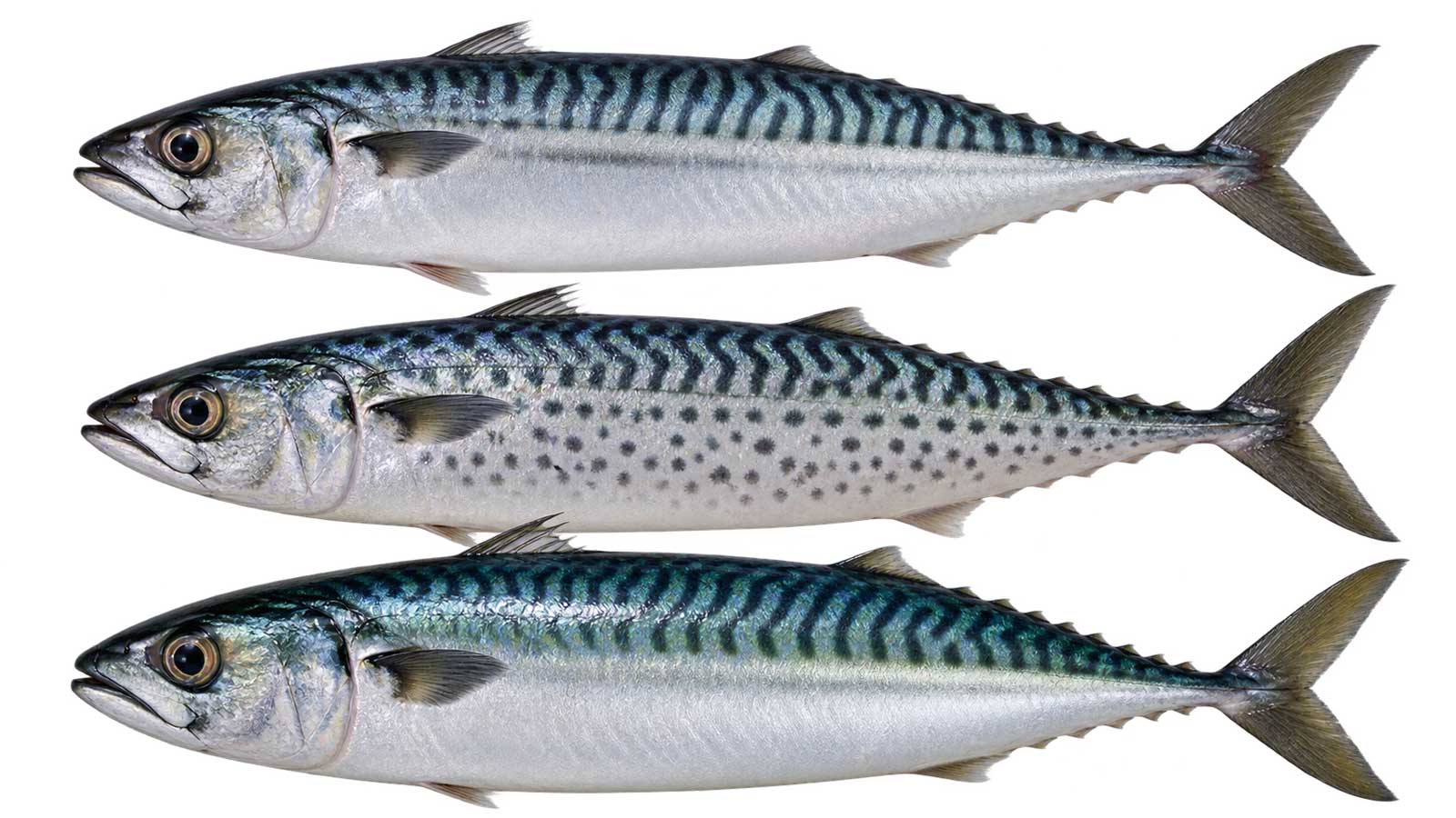 多種鯖魚完整魚體展示