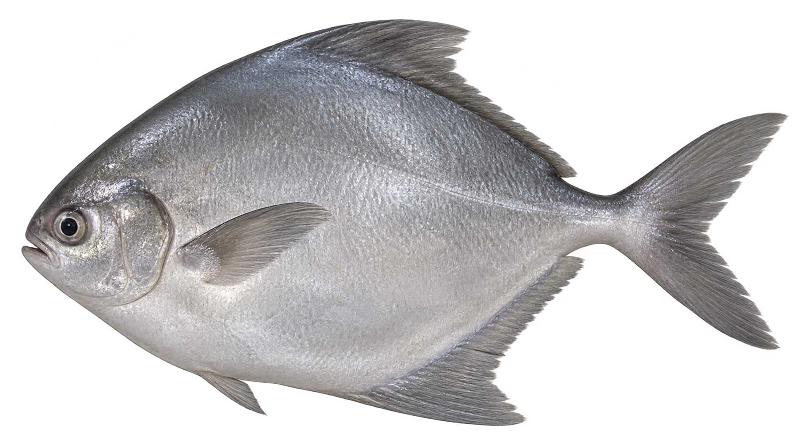 肉鯧完整魚體展示