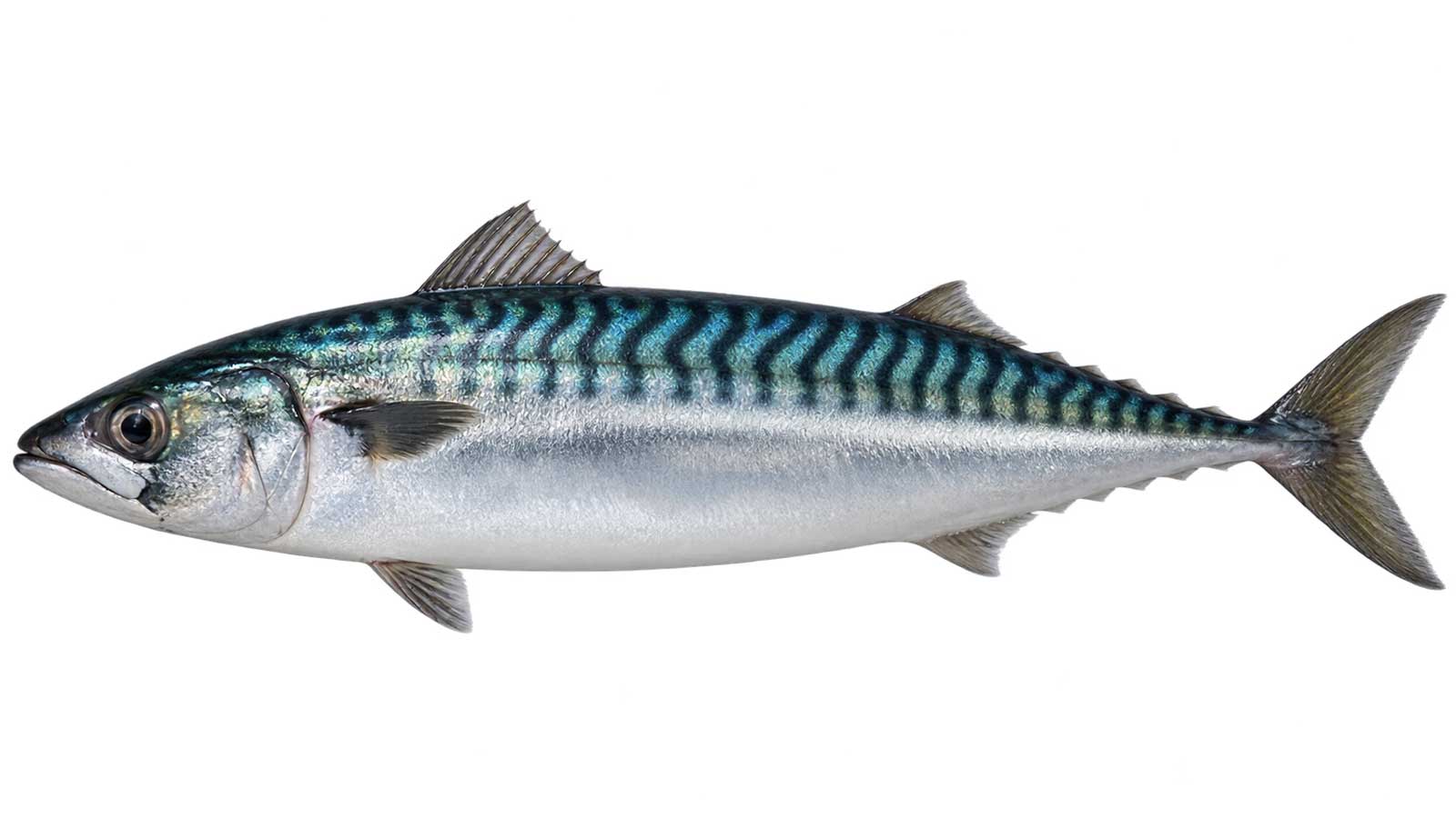 挪威鯖魚完整魚體展示