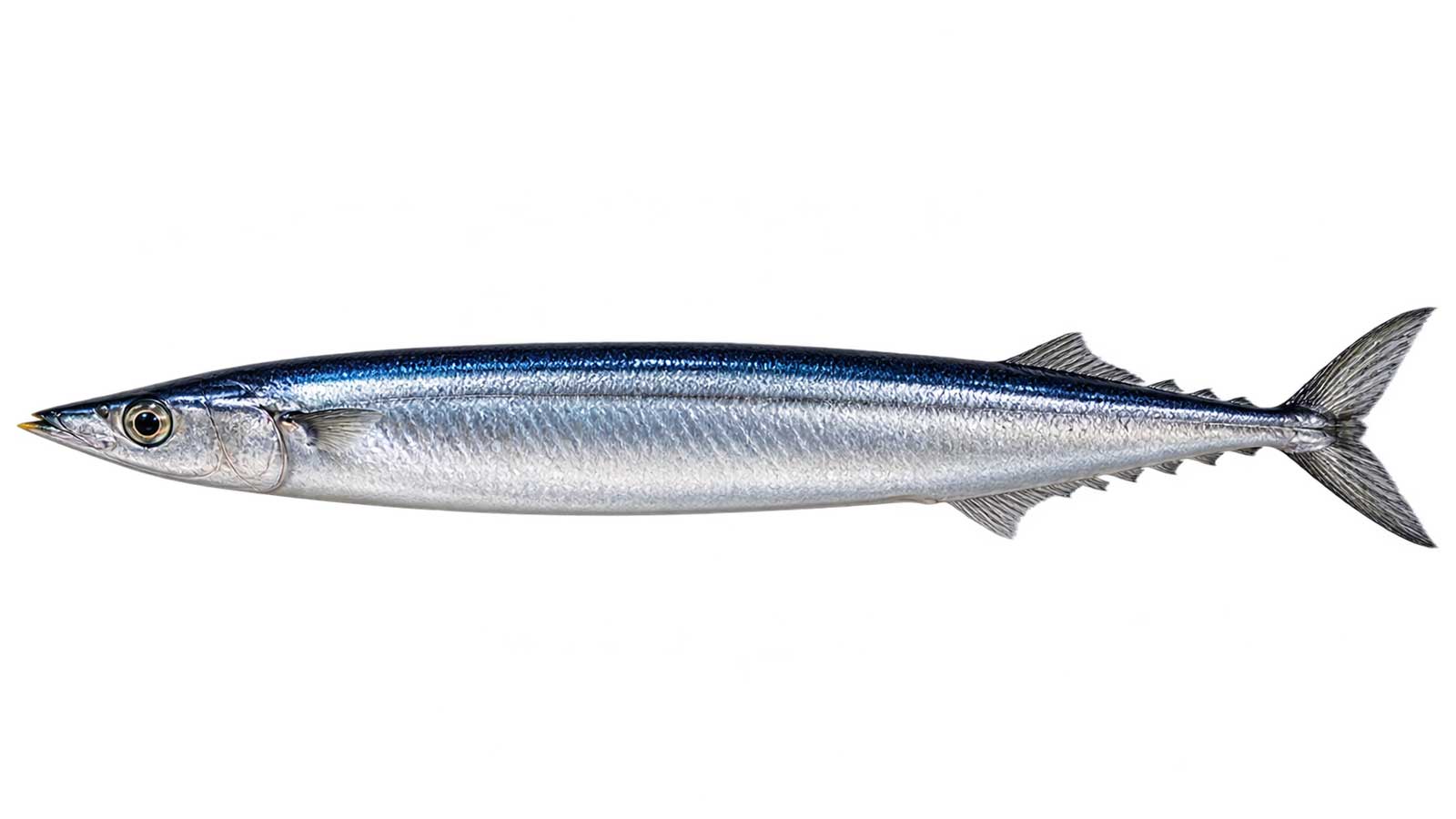 秋刀魚完整魚體展示