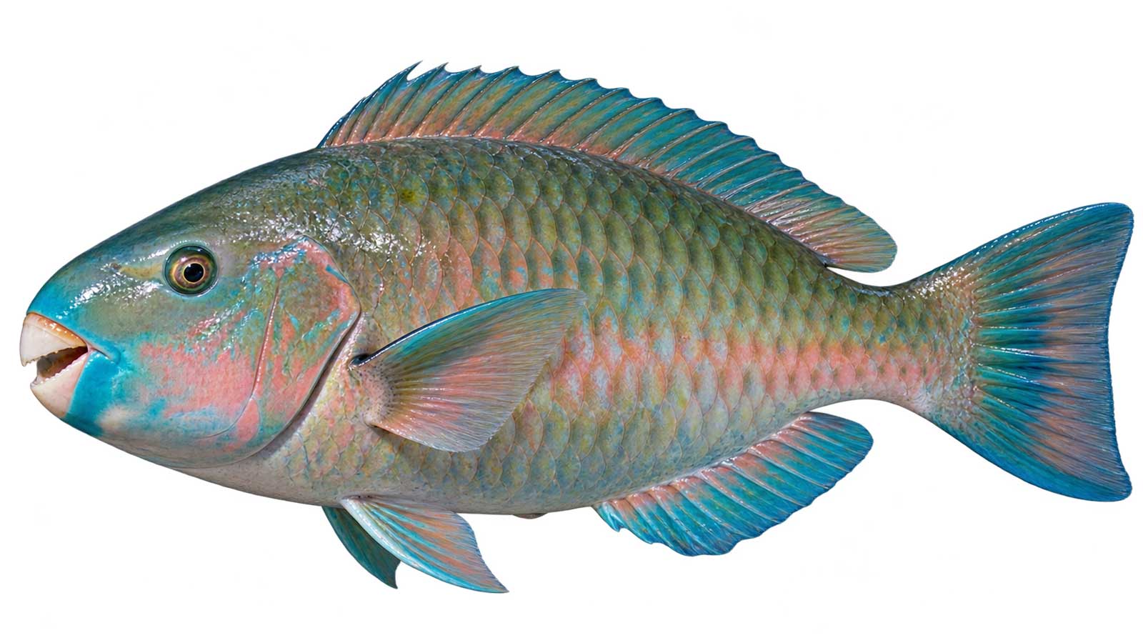 鸚哥魚完整魚體展示