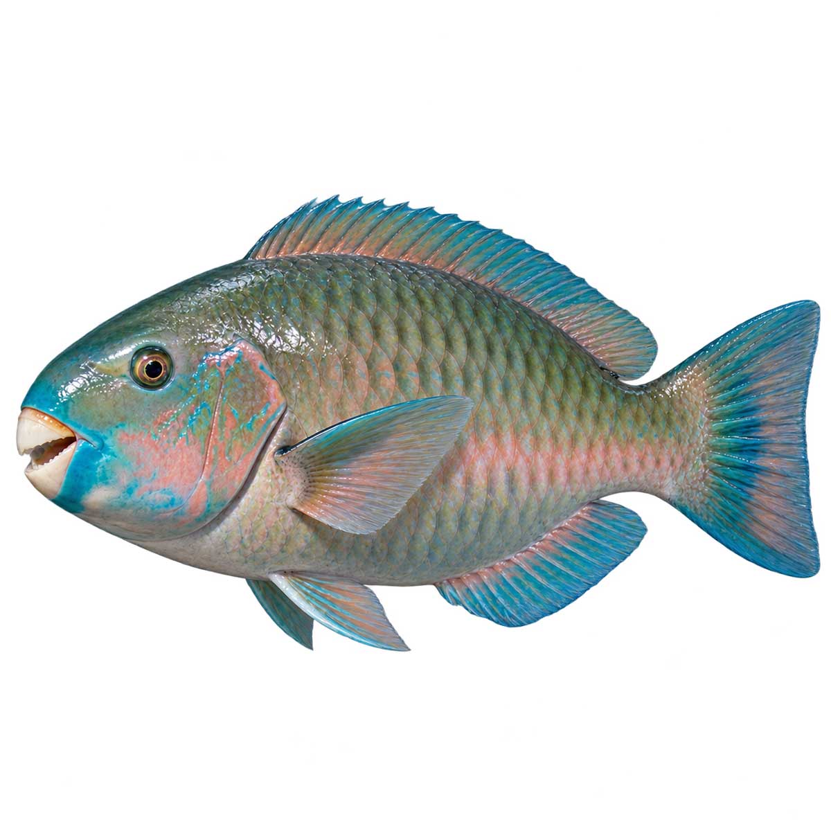 珊瑚礁海域中的鸚哥魚完整魚體