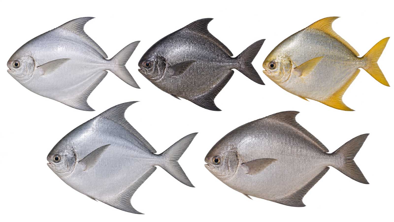 多種鯧魚完整魚體展示