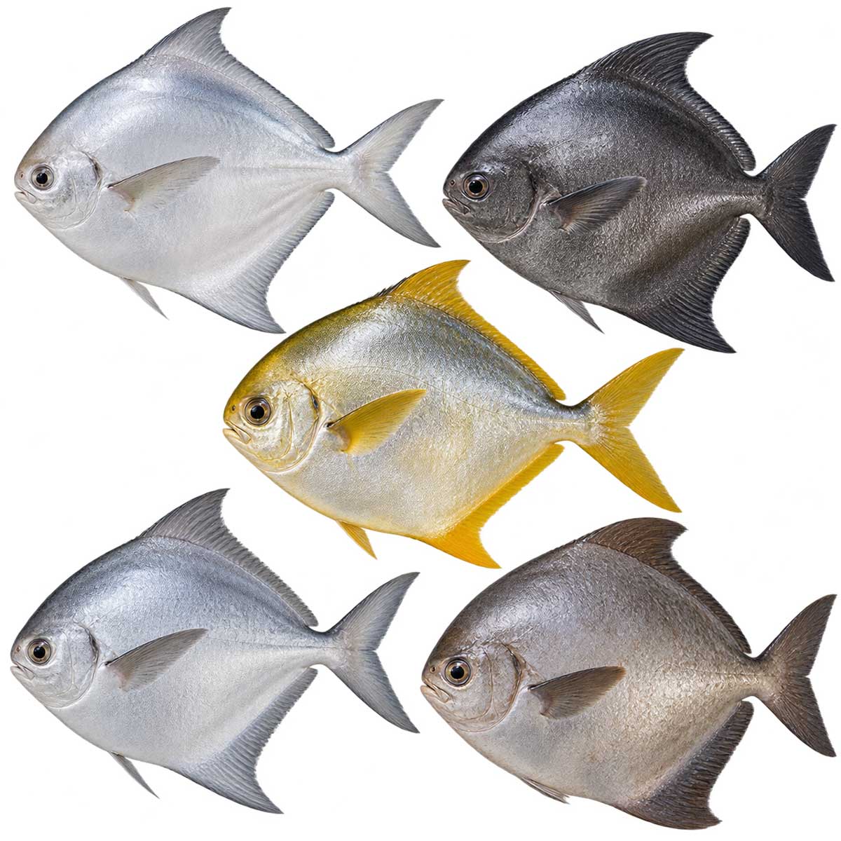 多種鯧魚完整魚體展示，用於介紹白鯧、黑鯧、金鯧、斗鯧與肉鯧差異