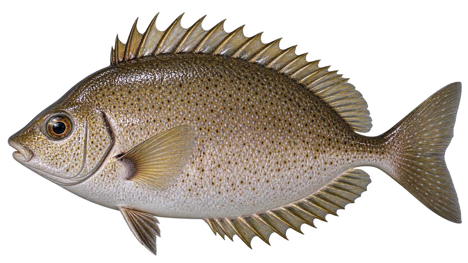 臭肚魚完整魚體展示