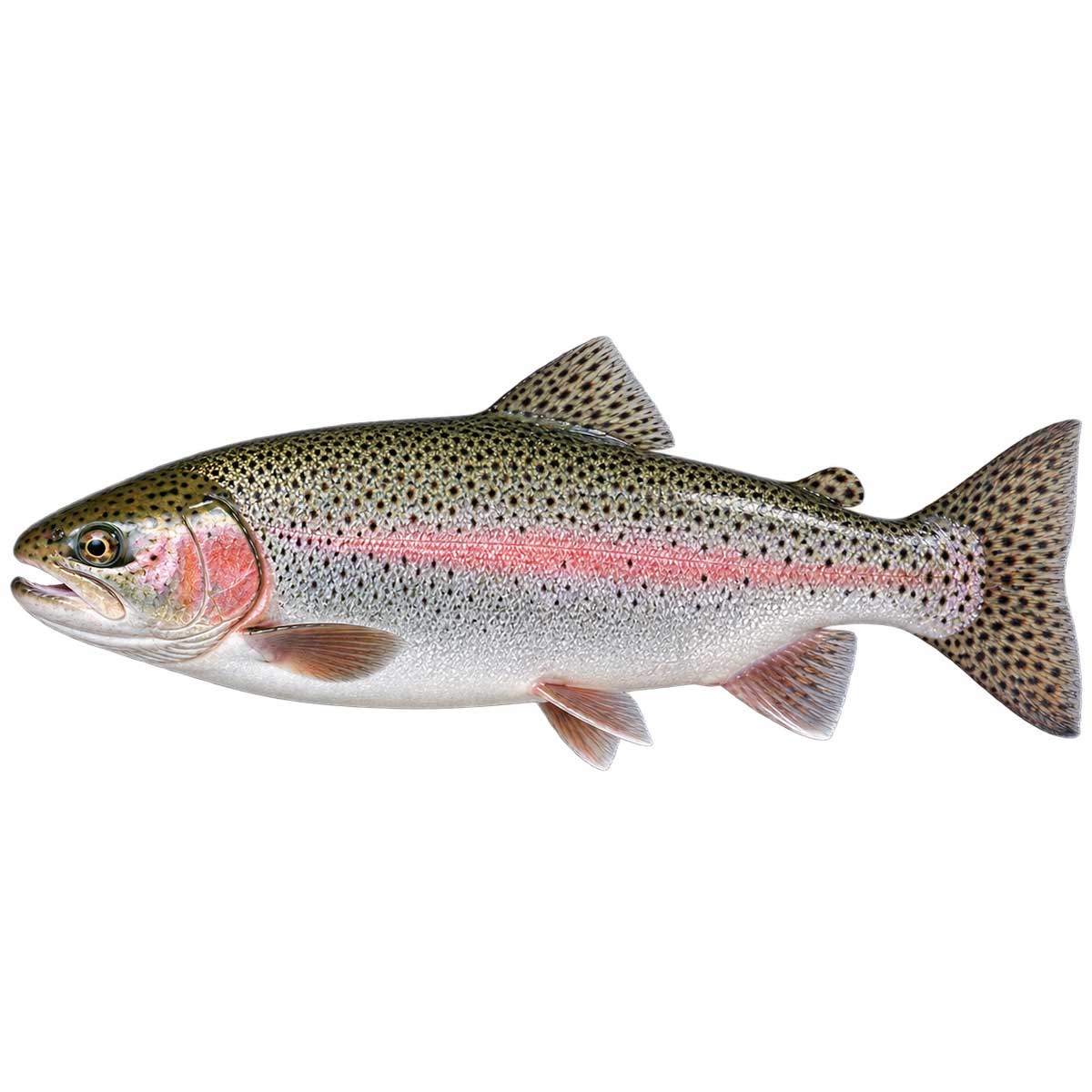 完整虹鱒魚體，呈現銀色魚身、粉紅側帶與黑色斑點