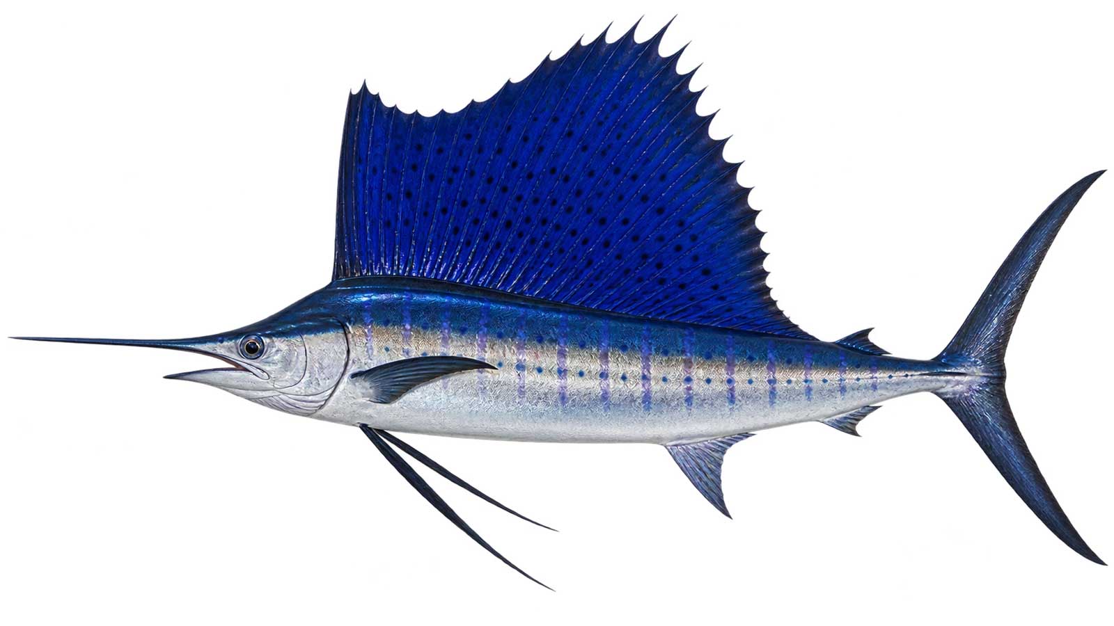 雨傘旗魚完整魚體展示