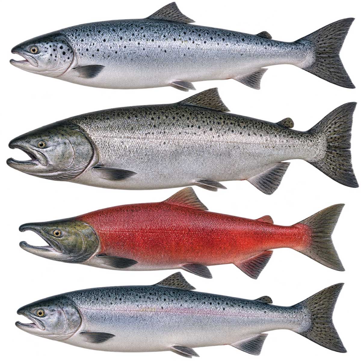 多種鮭魚完整魚體展示，用於介紹鮭魚種類與品種差異