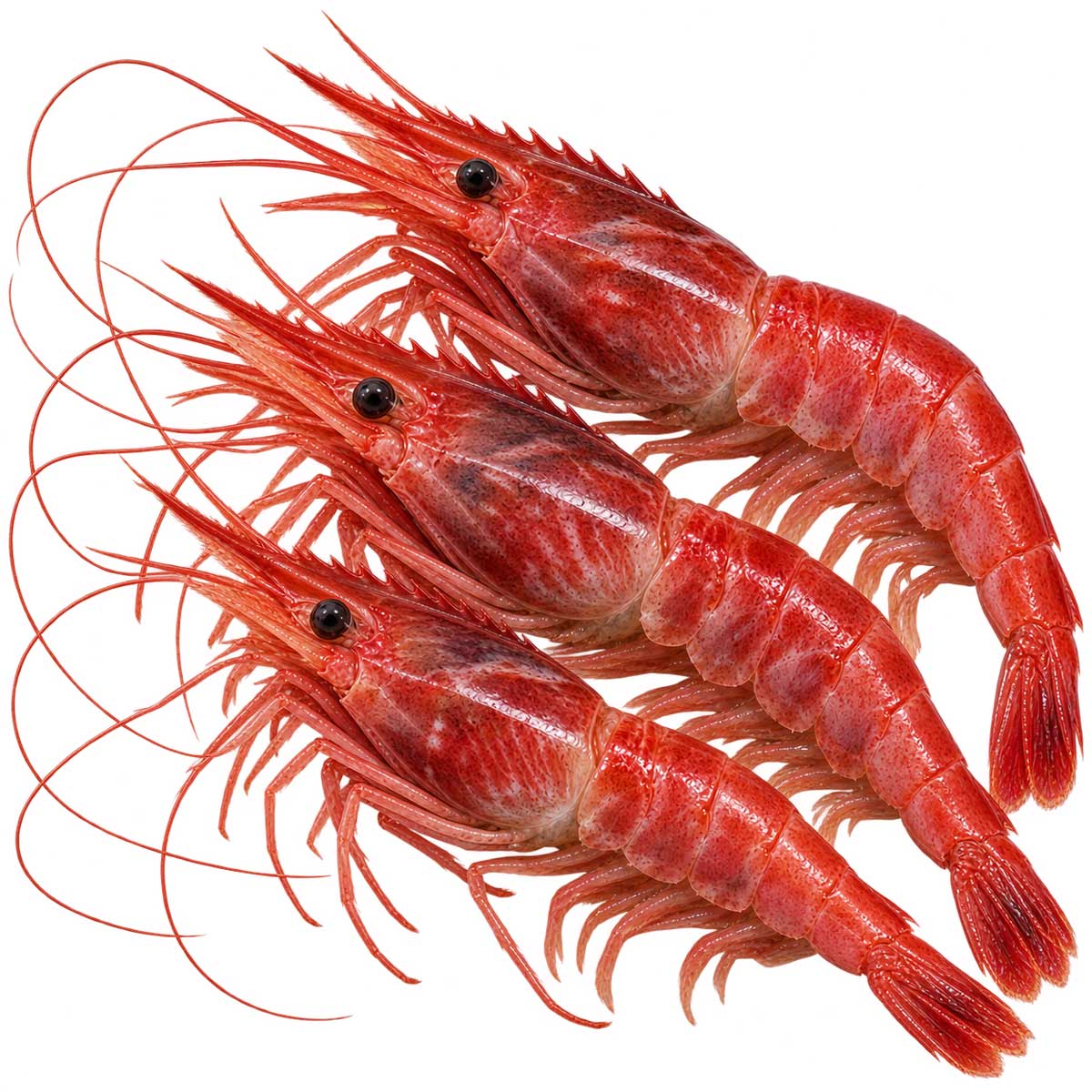 完整胭脂蝦代表蝦體，呈深紅色深海紅蝦外觀