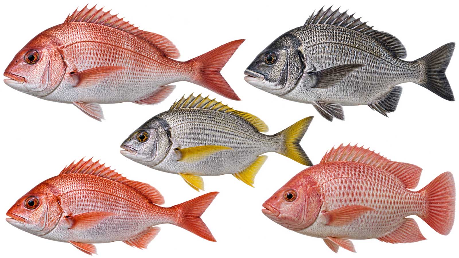 多種鯛魚完整魚體展示