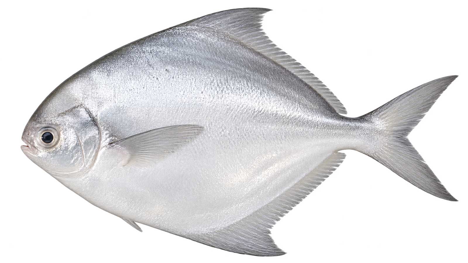 白鯧完整魚體展示