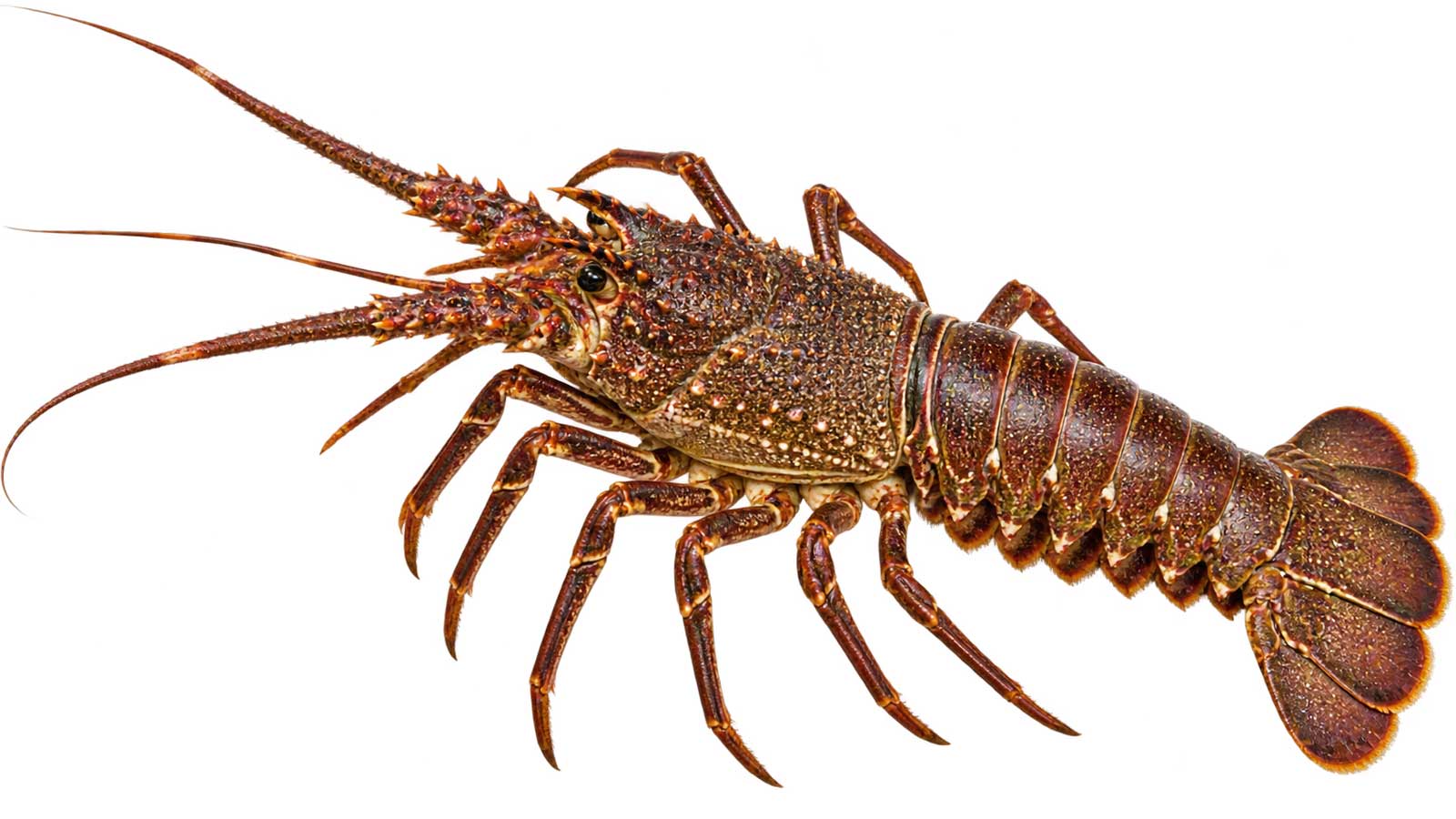 完整 Cape rock lobster Jasus lalandii,呈現長觸角與岩龍蝦體型