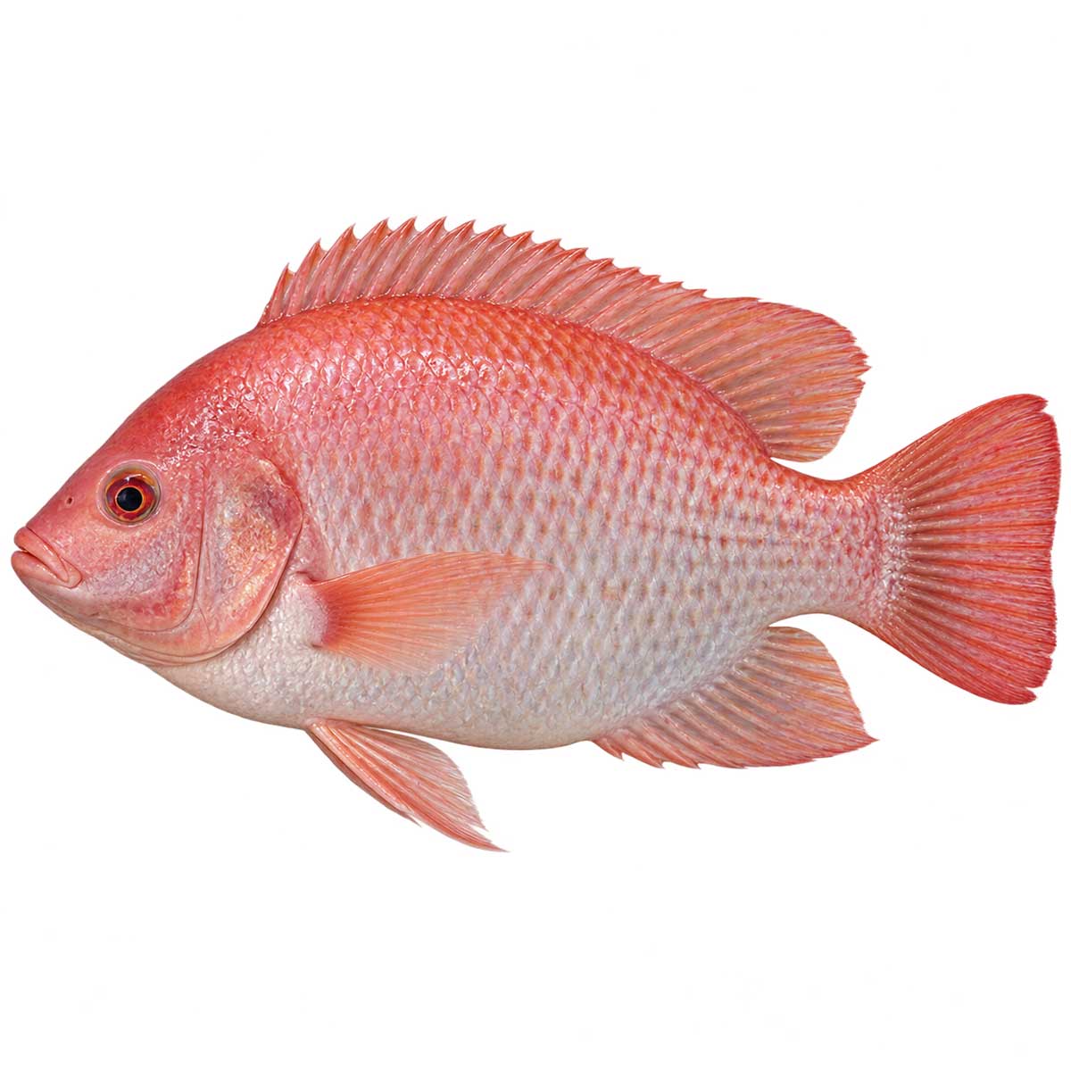 台灣鯛完整魚體展示