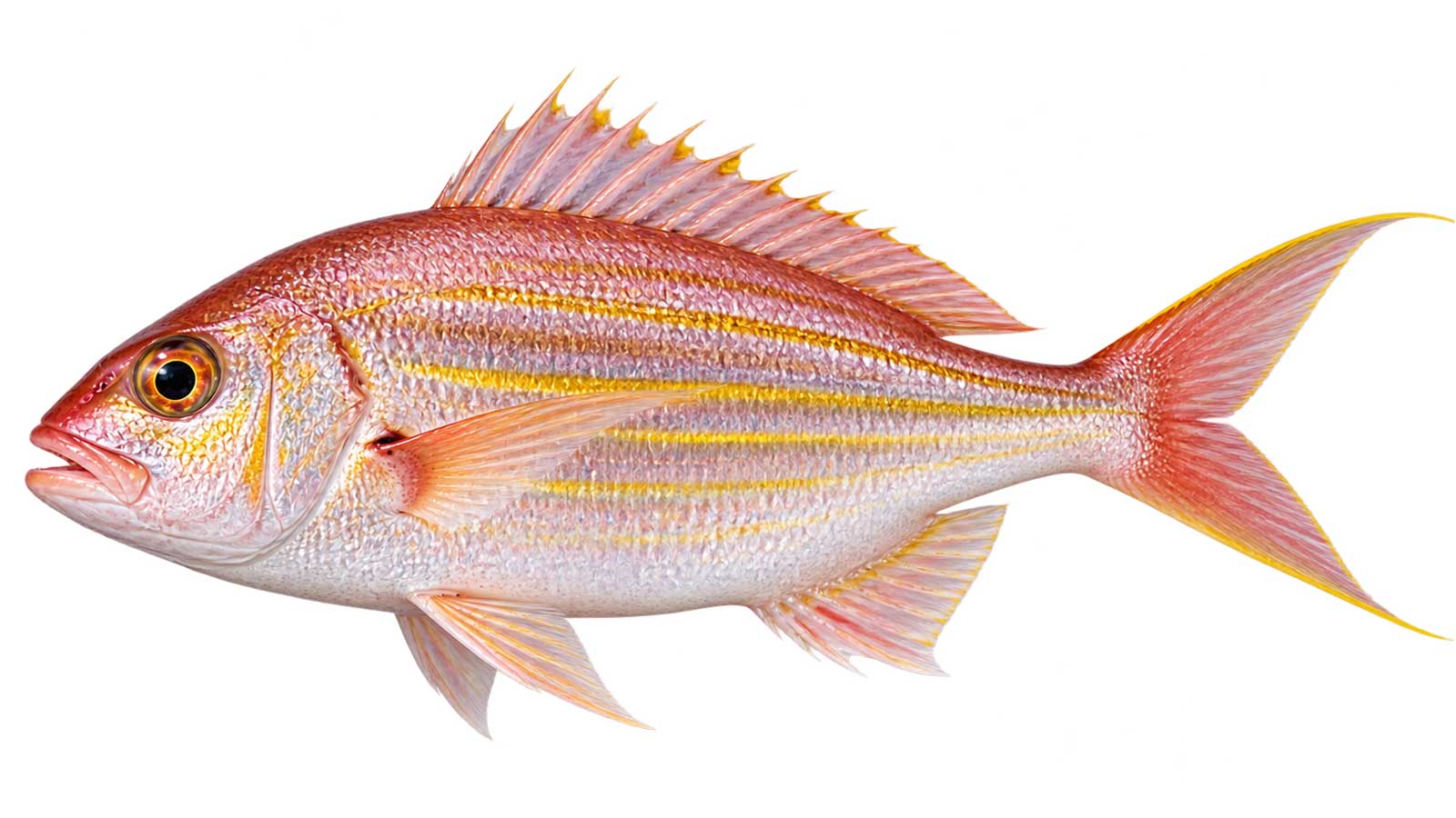 金線魚完整魚體展示