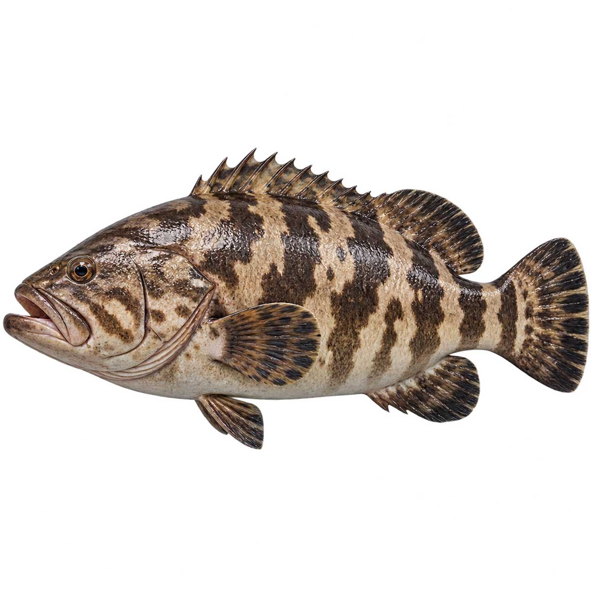 老虎斑完整魚體展示