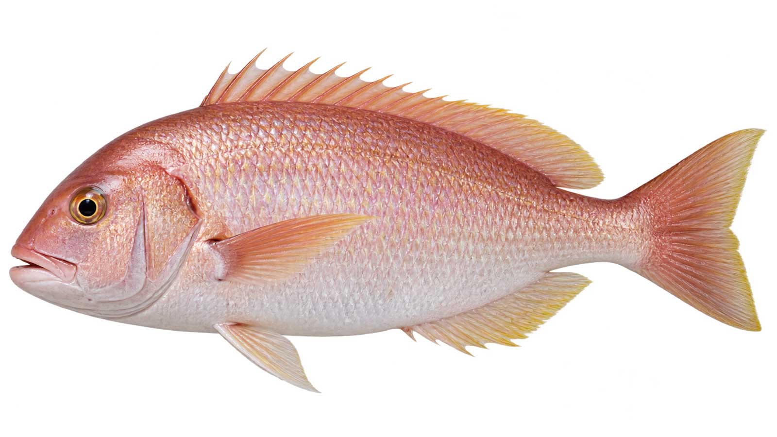 馬頭魚完整魚體展示