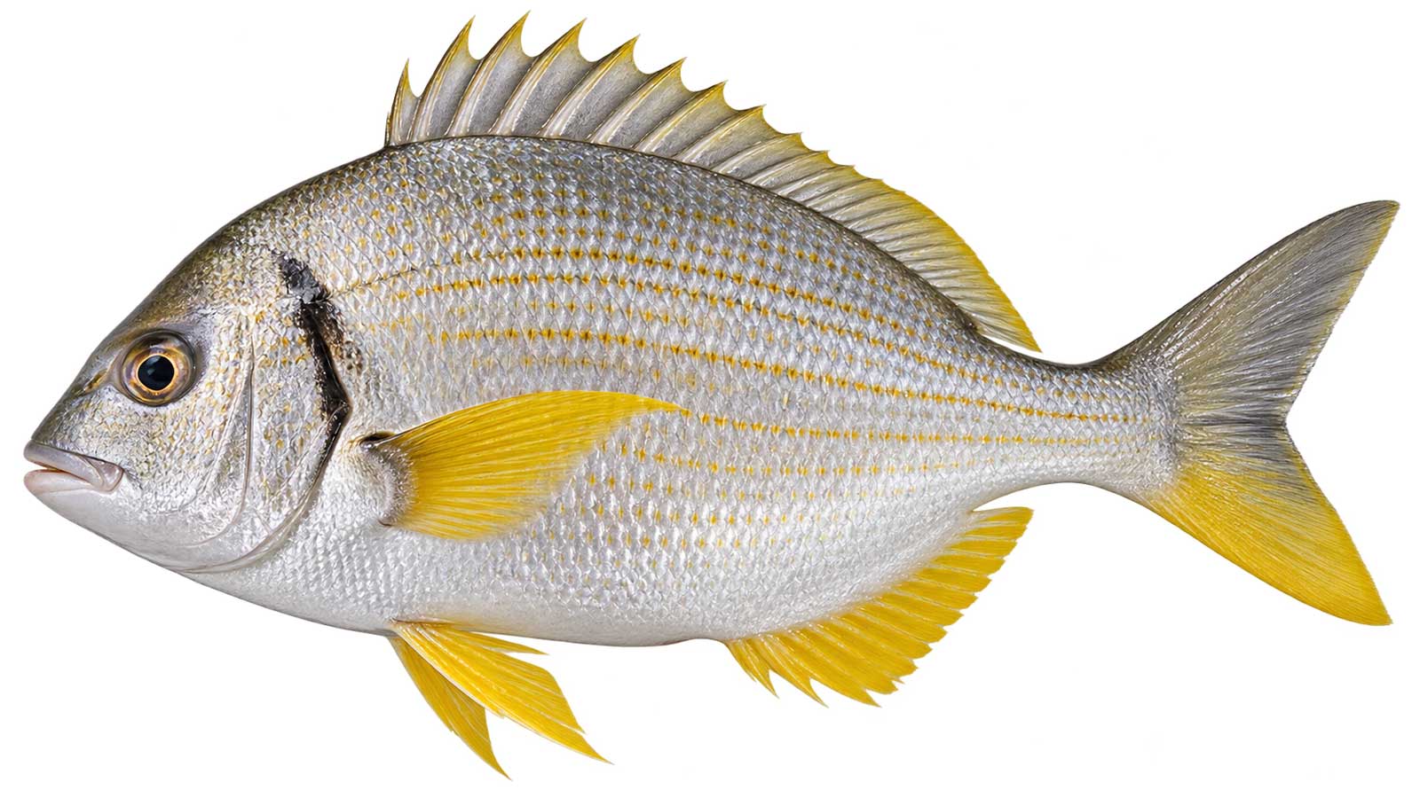 黃鰭鯛完整魚體展示