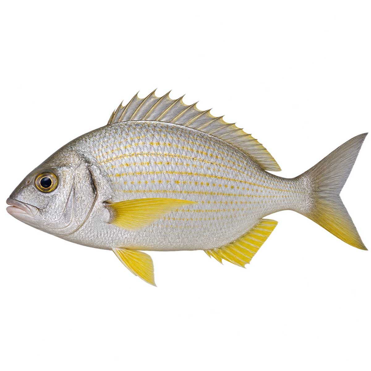 黃鰭鯛完整魚體展示