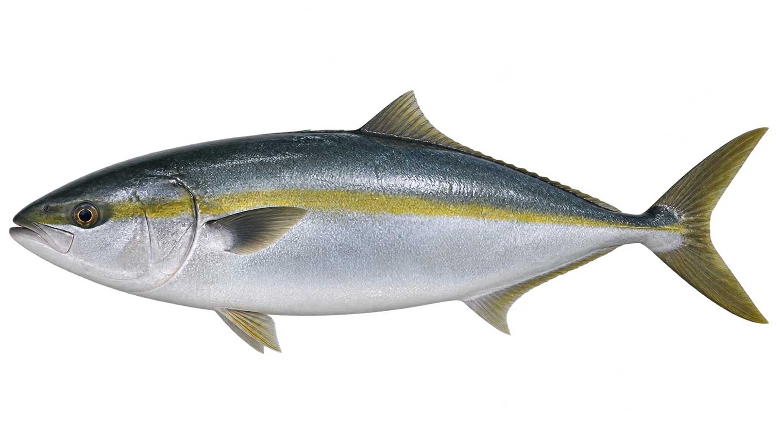 黃尾鰤完整魚體展示